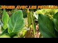 L association des feuilles canna strelitzia et arum  que faire dans mon jardin  semaine 20