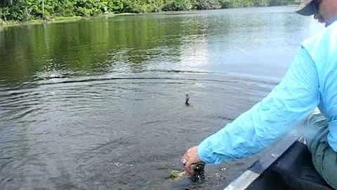 Largemouth Bass Fishing in Charleston SC with Mike...