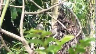 Suara Cucak Rowo Di alam Bebas Alami Banget