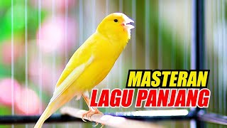 Suara KENARI Gacor Panjang Cuit Cuit Ngerol Mantap, Bikin Kenari PAUD Cepat Gacor Mau Bunyi