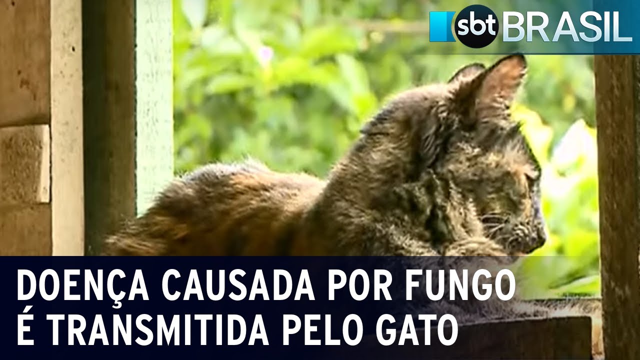 Esporotricose: Cresce o número de casos de doença transmitida por gatos | SBT Brasil (20/10/23)