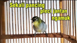Suara pleci betina birahi ngecir memanggil jantan sekali pancing pleci jantan langsung ngamuk gacor