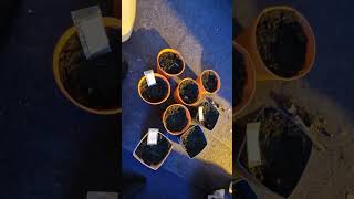 Planting incredible bulk gg4 and dozy doz photoperiod strainsπ₯π’π₯π’π₯