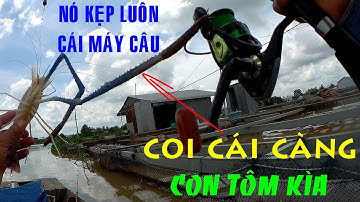 🦐Fishing 123🐟10 Giờ Câu Tôm, Cá Dảnh Trên Sông Tiền Điểm Câu Làng Bè Bình Thạnh🐟