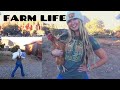 Farm Life: How I Take Care Of My Chickens And Cats While Traveling