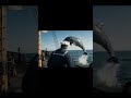 Smooth sailing… until Flipper decided to join the crew! 🐬⚓  #sailboat #captain #dolphin