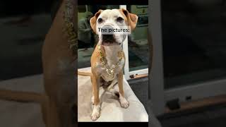 Joke’s on them! 😂😂 - Terri Cole #cutedog #funnydog #funnyshorts