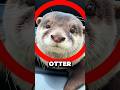 Every Time This Otter Was Ignored