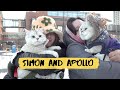 Cats Apollo and Simon go for a walk on snow