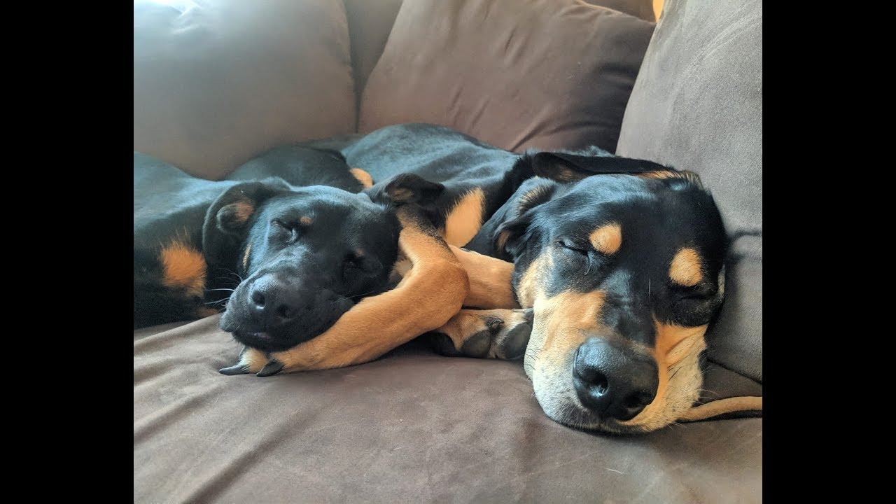 reactive dogs reddit