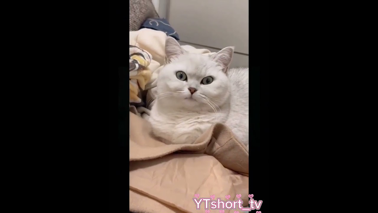 cute cat compilation 