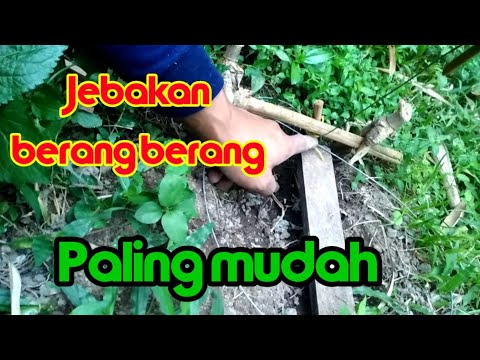 Video: Bagaimana cara memasang jerat berang-berang?