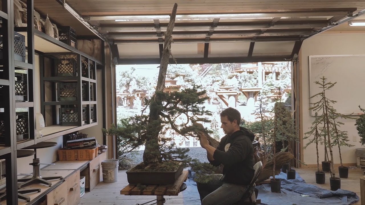 bonsai schere japan Japanische Yasugi-Stahl Ashinaga Bonsaischere, hergestellt in Japan 7"   Wazakura Japan