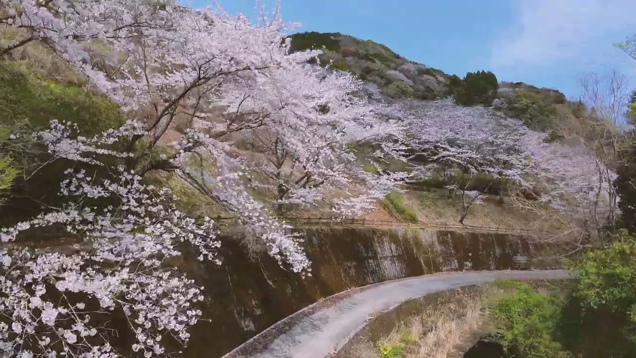 青江ダム・宗麟公園・大友公園の桜｜津久見市観光協会のホームページへ