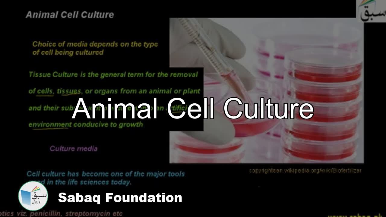 Animal Cell Culture, Biotechnology, Biology Federal Class 12 - Sabaq  Foundation