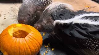 Happy Halloween - Porcupines