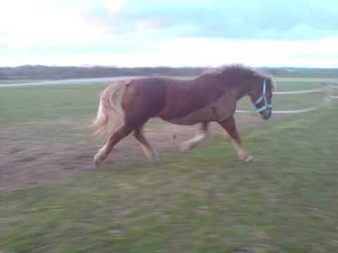 Naughty Pony Escapes From Field - 7 Times!