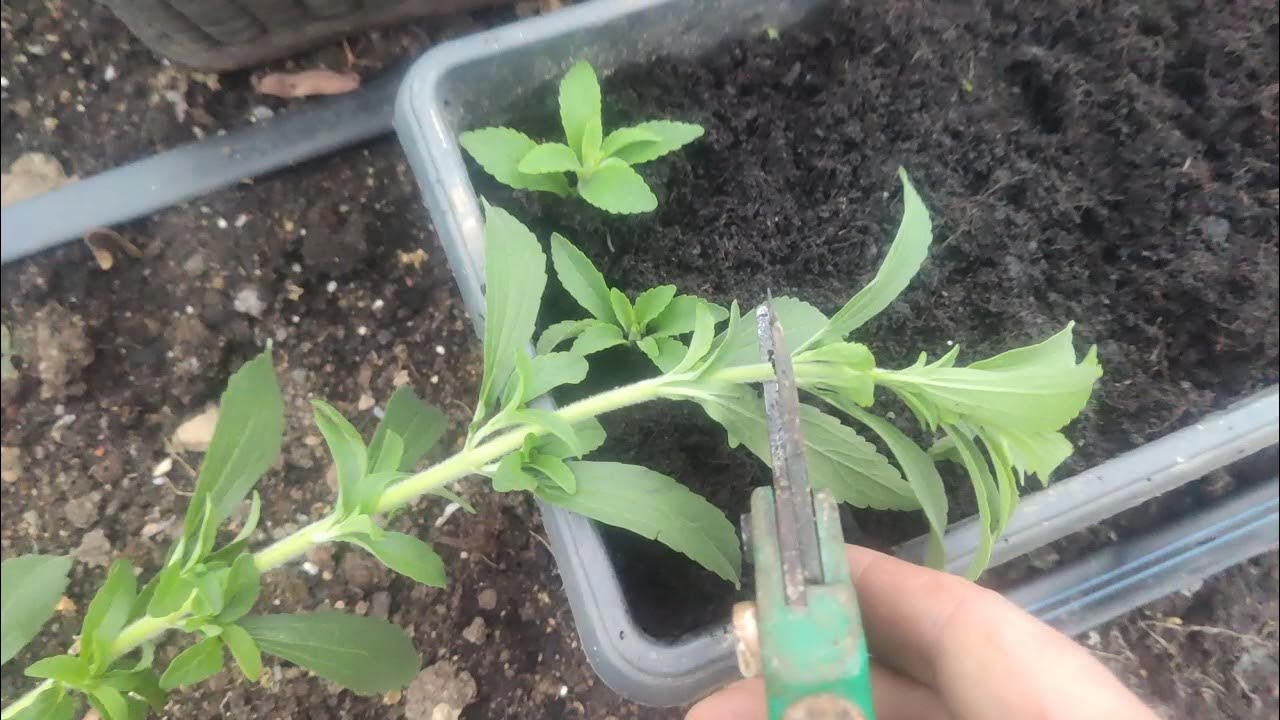 How to propagate stevia natural sweetener YouTube