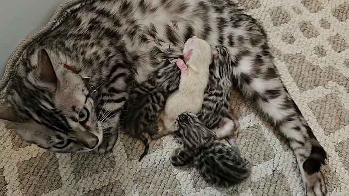 Video 2724131: newborn bengal kittens, snow bengal kitten, silver bengal kitten, beautiful bengal kittens