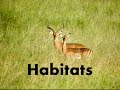 Adapting to Habitats: Discover Animal Homes and Their Environments