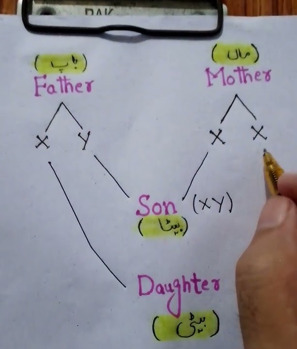 Male XY and female XX chromosomes