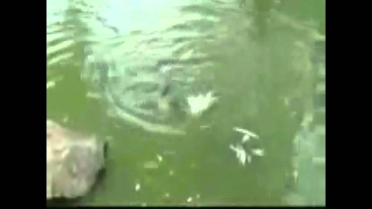 Yertle The Turtle Eats Pigeon because he can!! (HD).wmv YouTube