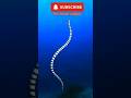 One of the World's Deadliest Snakes Lives in the Ocean