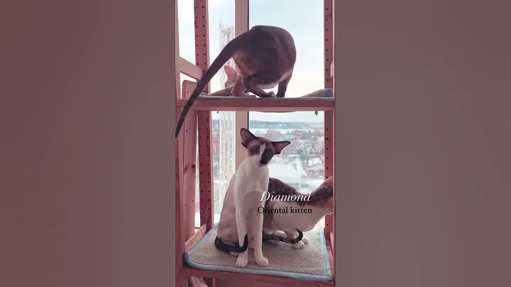 Video 2244181: siamese oriental kittens, siamese kitty kitten, orientalcat, kittycat kitties