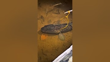 Con cá lóc đứng yên một chỗ nhưng không bắt được #cacconvat #docla #fishing