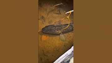 Con cá lóc đứng yên một chỗ nhưng không bắt được #cacconvat #docla #fishing