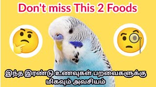 Don't Miss This 2 Foods for your Birds || Must Have Foods For Birds in Tamil