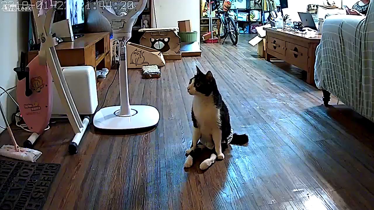 Paralyzed Cat Hears Her Owner Come Home 
