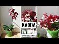 Phal. Kaoda Twinkle (орхидея фаленопсис Каода Твинкл) домашнее цветение