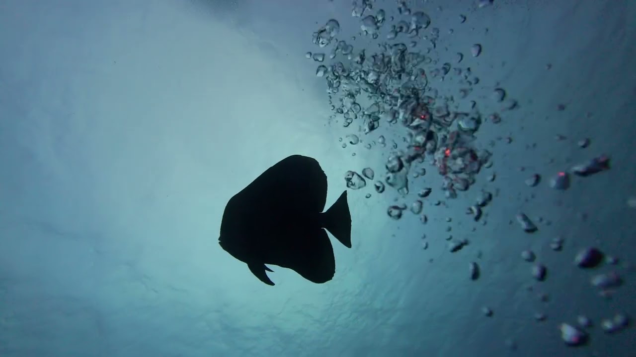 Wreck Fujikawa Maru @ Chuuk Lagoon | Great Journey 2026
