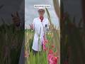 Gladiolos: Del Cormo a la Flor Espectacular | Dr. Van Bloom