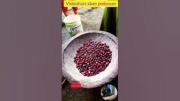 Thumbnail of cara mengolah kopi orang desa. #shortvideo #alim728 #shortsviral