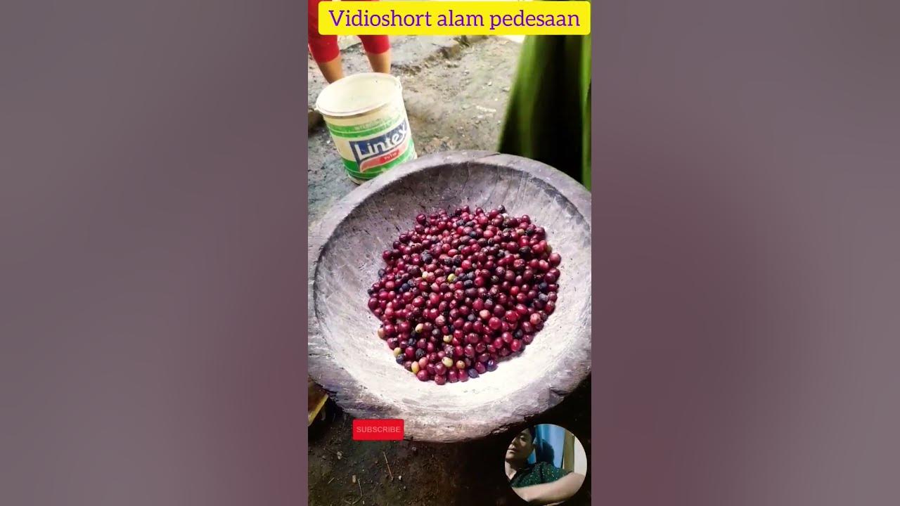 cara mengolah kopi orang desa. #shortvideo #alim728 #shortsviral