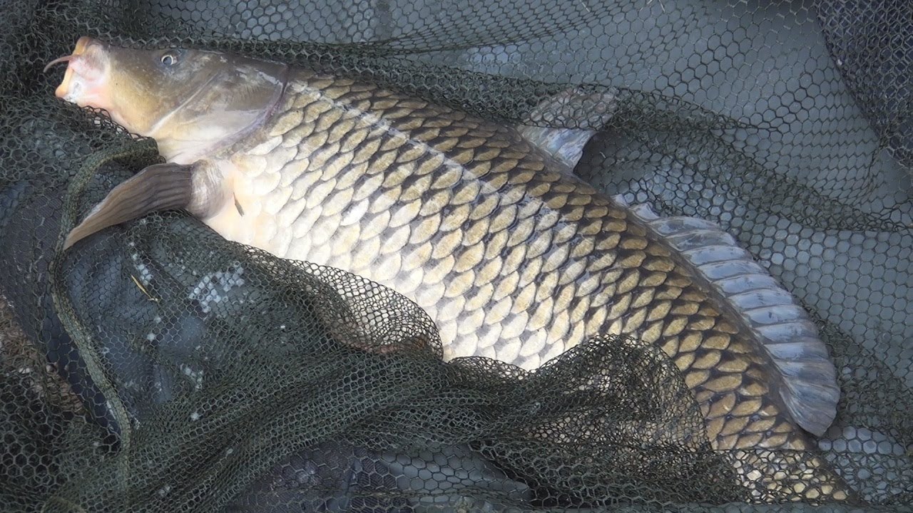 Karpfen Zoom Boilies Amur Pop Up 16mm 40g
