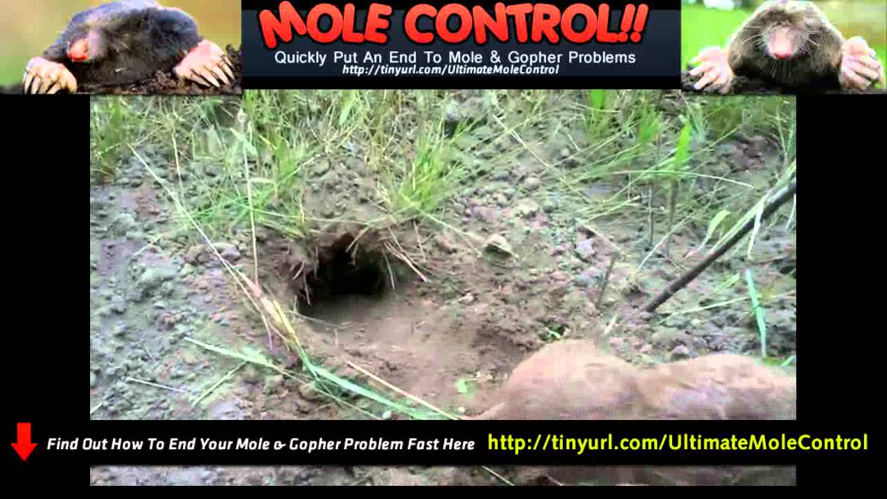 How do you get rid of ground moles?