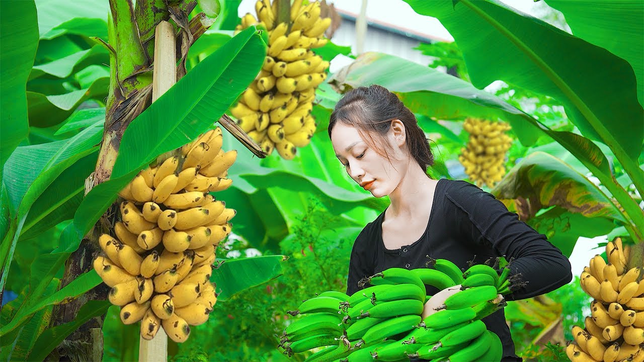 Harvest banana to sell at the market - Make fish food from banana tree ...