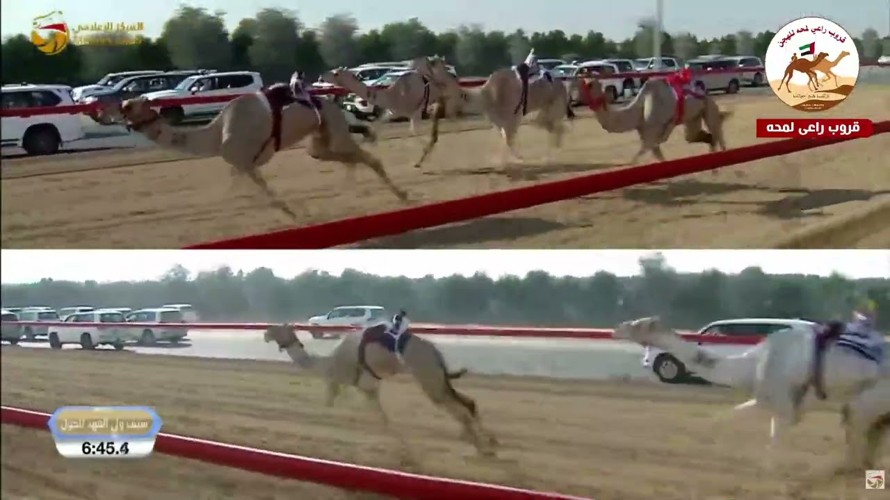 الشوط 6 ( سيف الحول المفتوح ) عالية لـ هجن الشحانية 12:15:3( مهرجان سمو ولي عهد دبي 2026 )