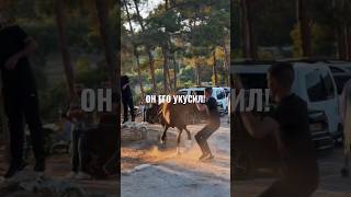 Horse bites man's shoulder in front of everyone 😳 Most dangerous moment