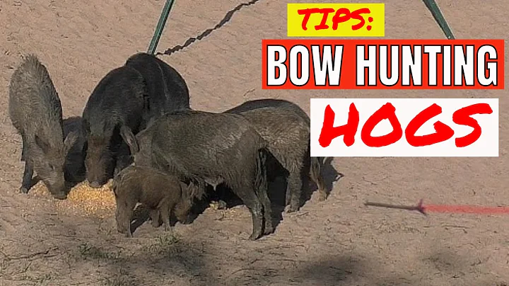 Bow Hunting Hogs - Lead Sow (2 pigs, 1 trip)