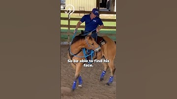 Quick Tips On Seat & Rein Management To Build Confidence! Part 4! | The Horse Guru - Michael Gascon
