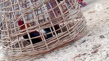 saib qaib qus pom 1 qua zoo8/1/23