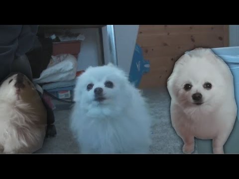 Gabe the dog - don't stop me now (Queen)