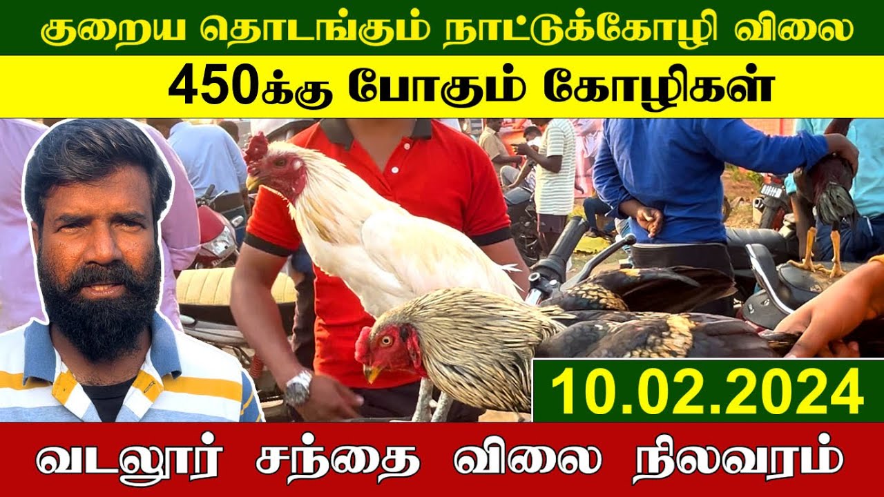 10.02.2024 | குறையத் தொடங்கும் நாட்டுக்கோழி விலை | வடலூர் சந்தை விலை நிலவரம் | TAMIL | KEERTHI VLOG