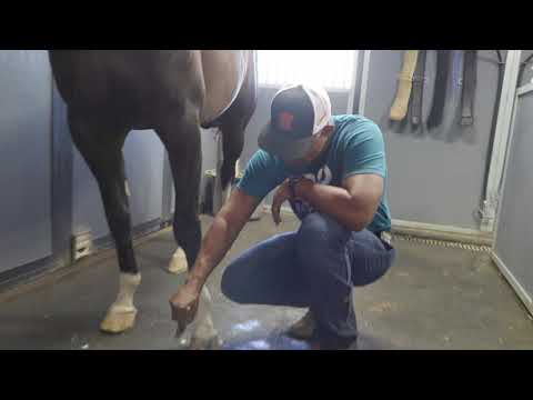 HOW TO CARE FOR YOUR HORSES HOOVES