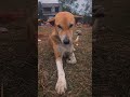 Lovely Street Dog pose on Camera #howcute #cutedog #streetdog #givefood #lovedogs #sharefood #lovely