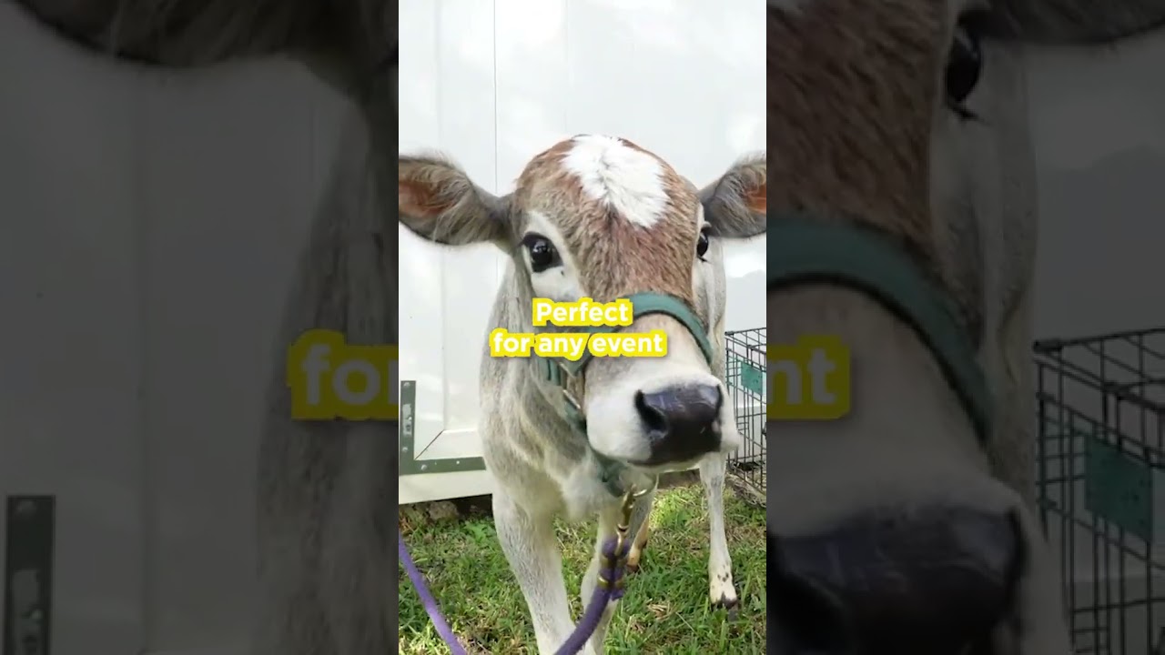 Pony Rides & Petting Zoo - Best Kids Party & Event Experience!